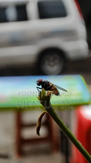 নতুন শাওমি ১২এস ২৫৬ জিবি নীল