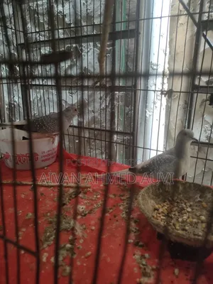 Diamond Dove