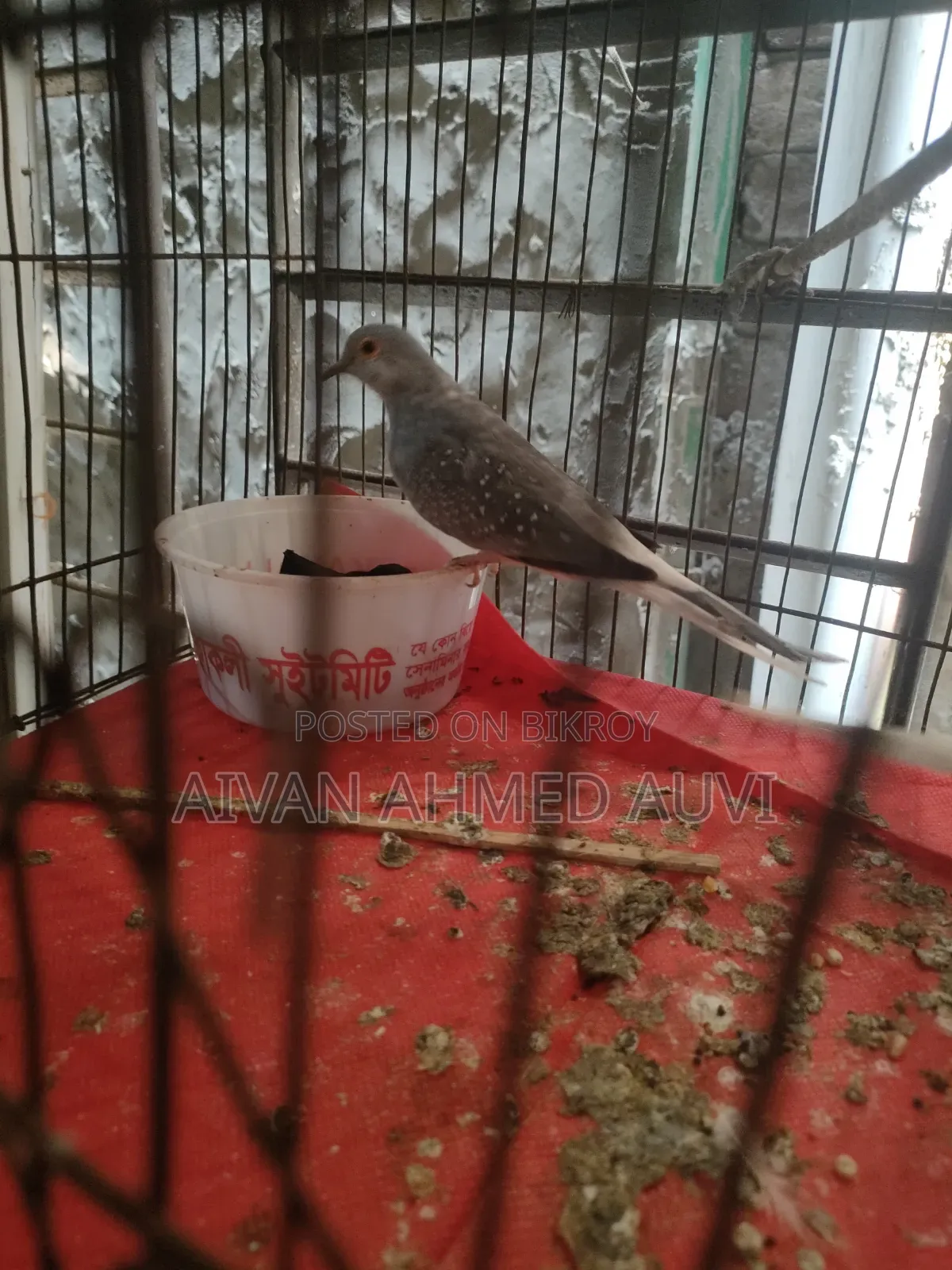 Diamond Dove