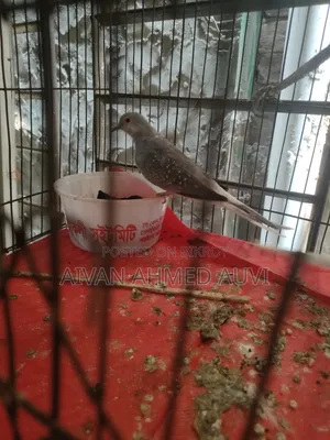 Diamond Dove