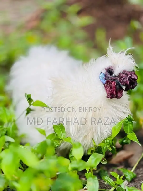 European Silkie Chicken Chicks