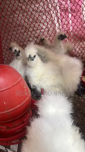 European Silkie Chicken Chicks
