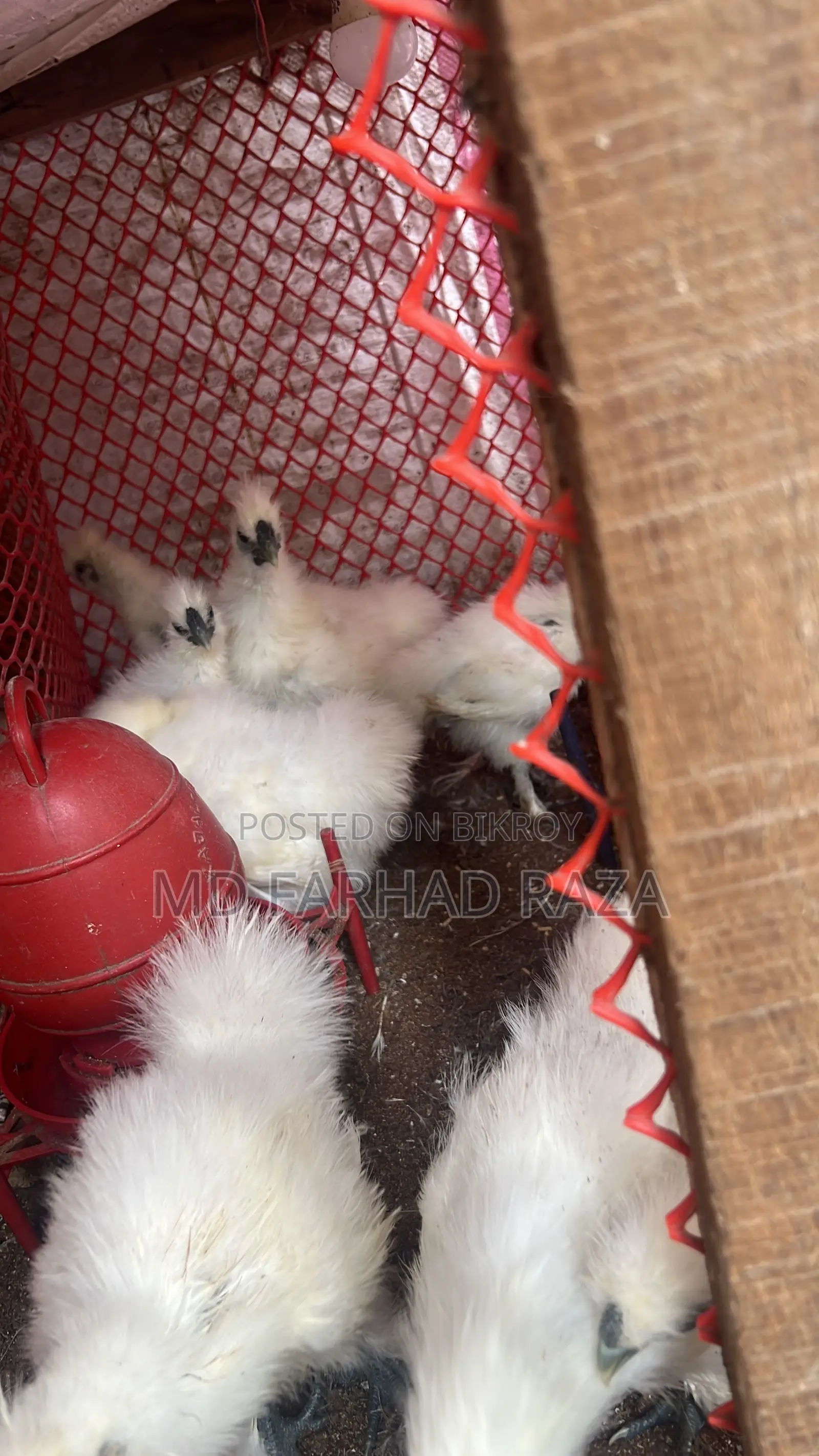 European Silkie Chicken Chicks