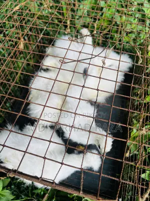 European Silkie Chicken Chicks