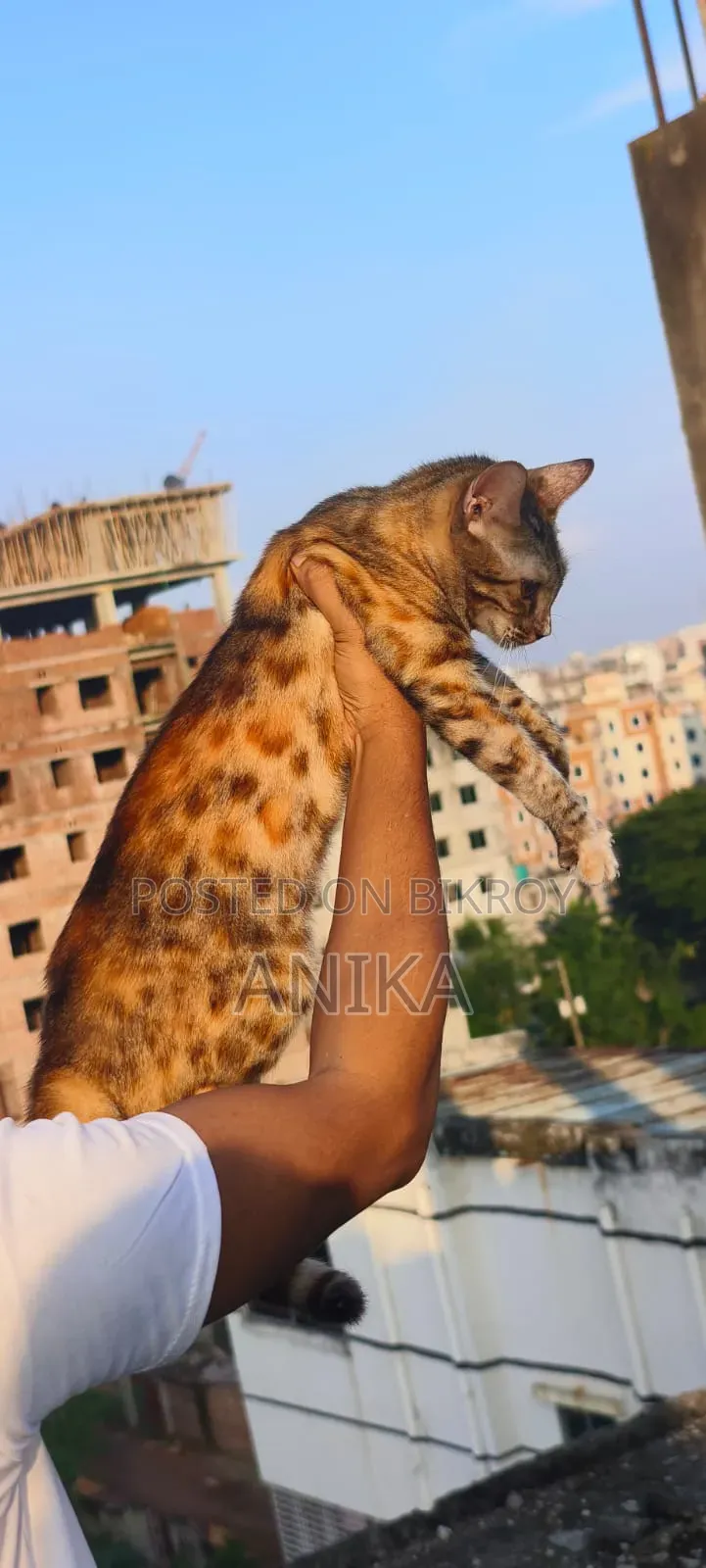 6-12 months Female Purebred Bengal