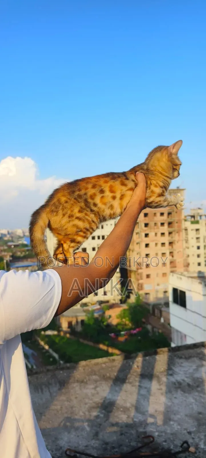 6-12 months Female Purebred Bengal