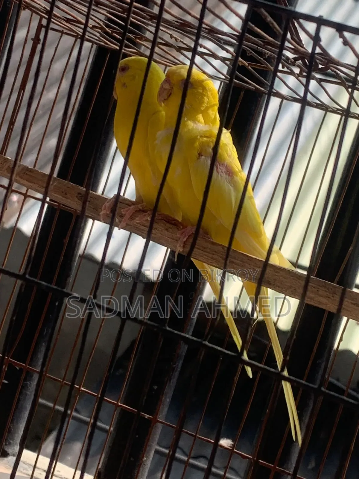 লুটিনো বাজিগার