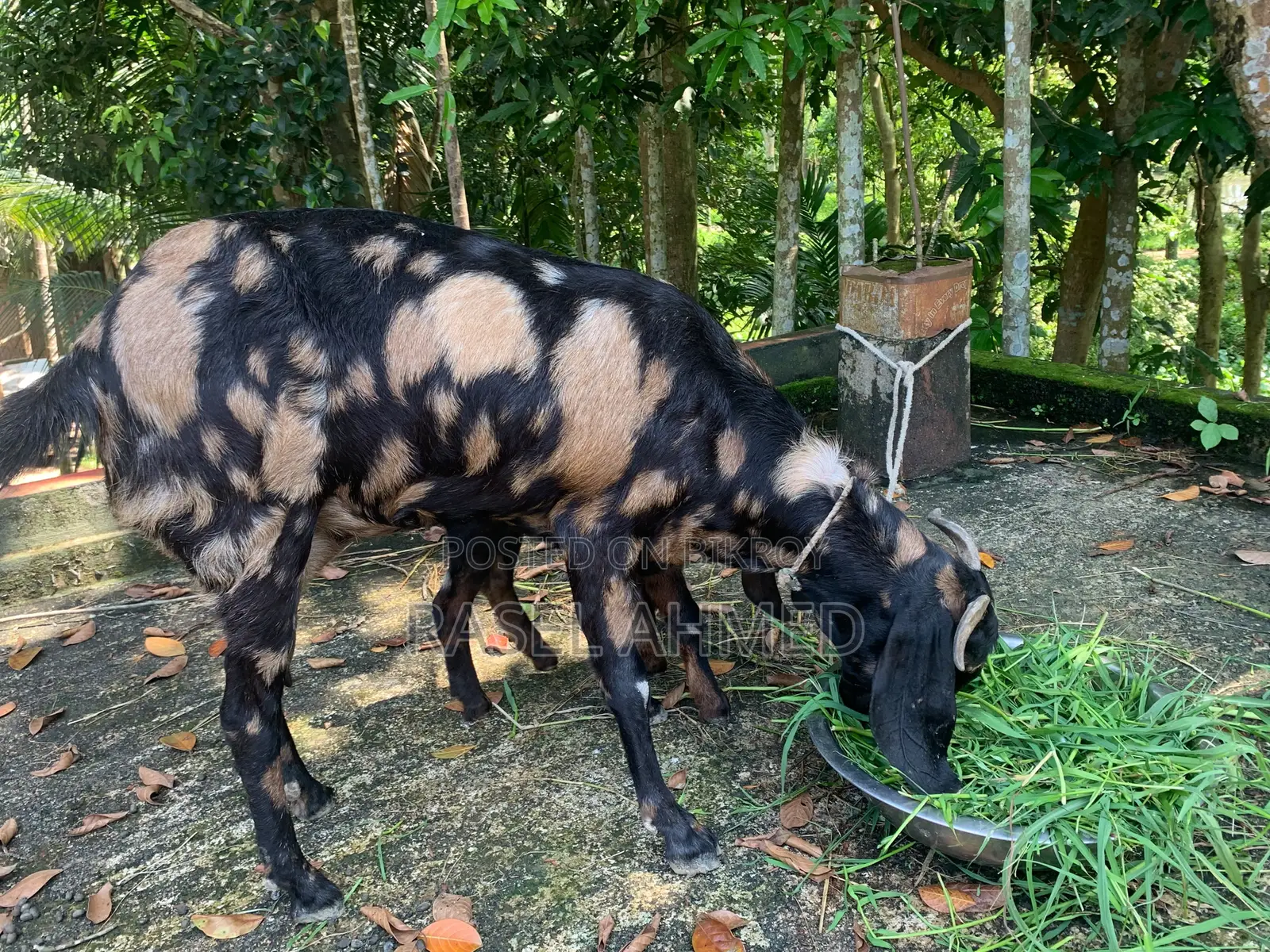 Ram Goat. 3 pieces