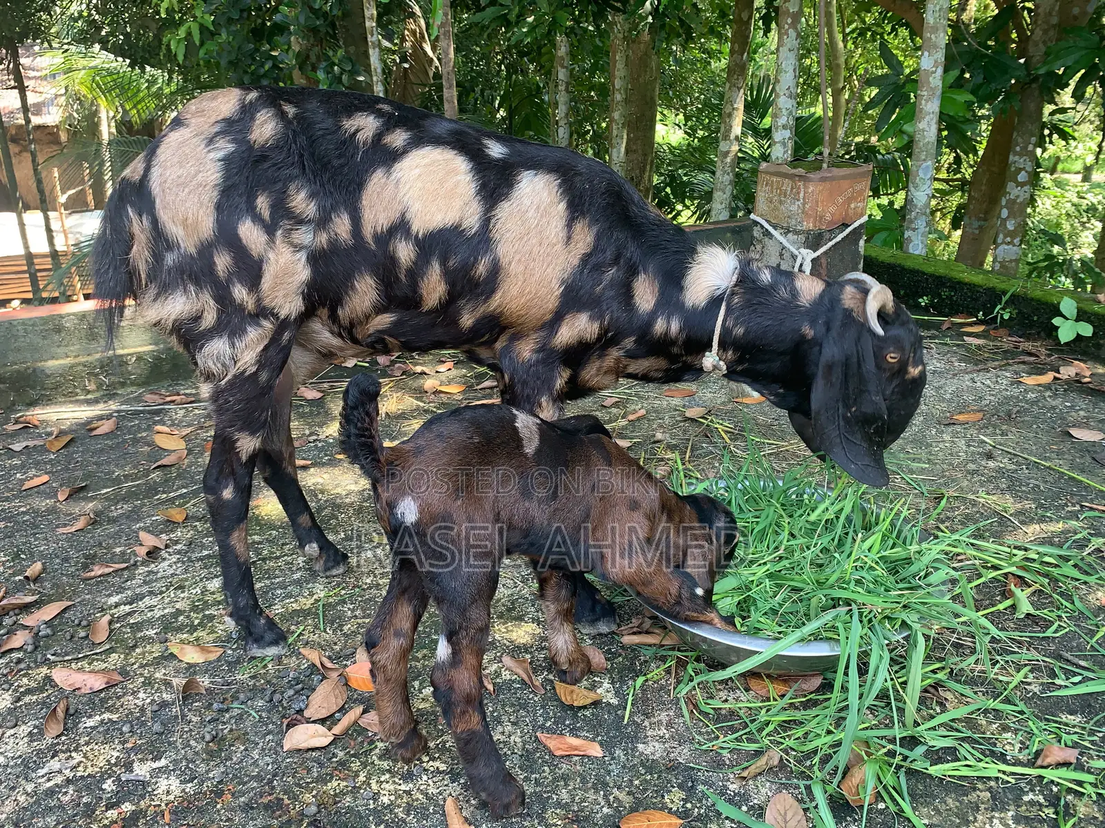 Ram Goat. 3 pieces