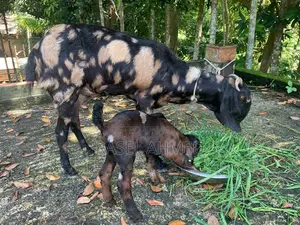 Ram Goat. 3 pieces