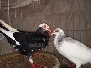A pair of breeding Danish pigeons for sale