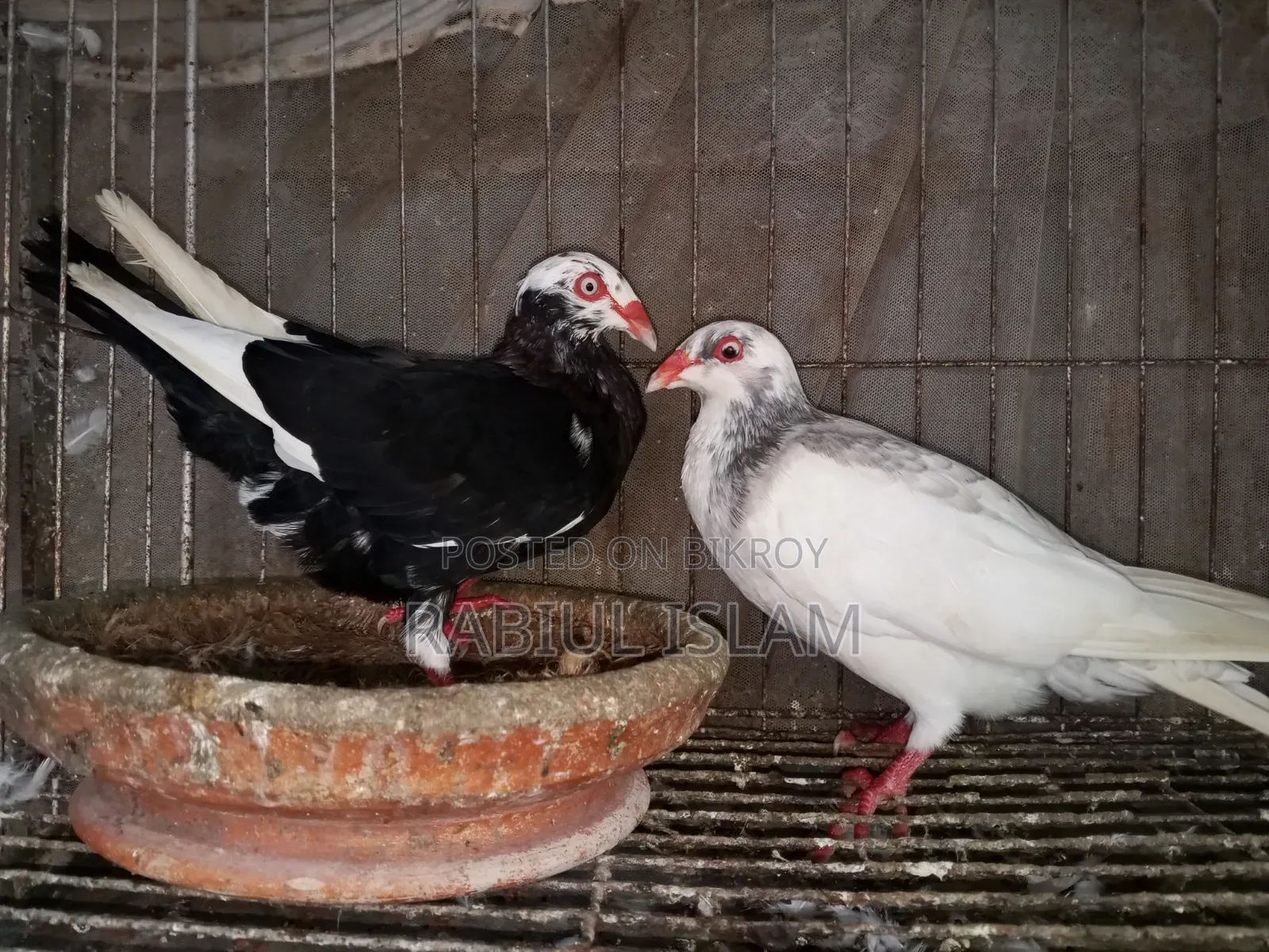 A pair of breeding Danish pigeons for sale