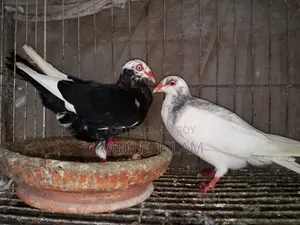 A pair of breeding Danish pigeons for sale