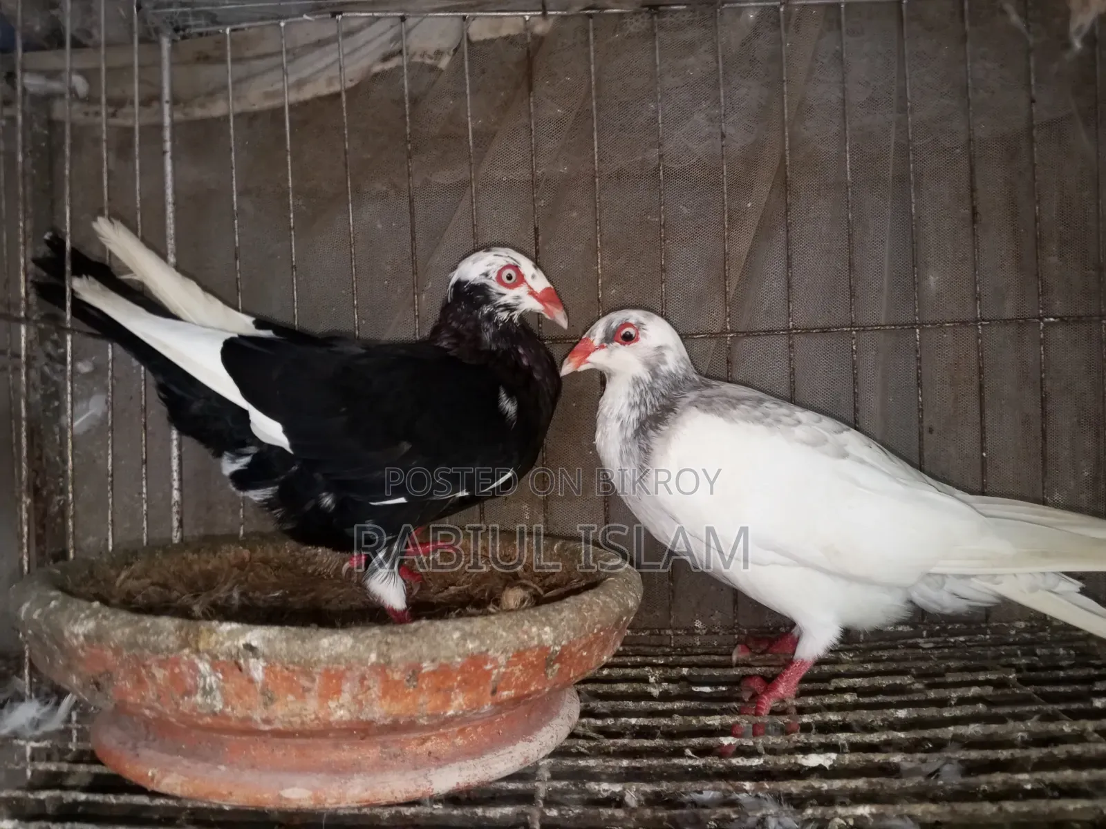 A pair of breeding Danish pigeons for sale
