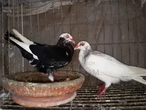 A pair of breeding Danish pigeons for sale