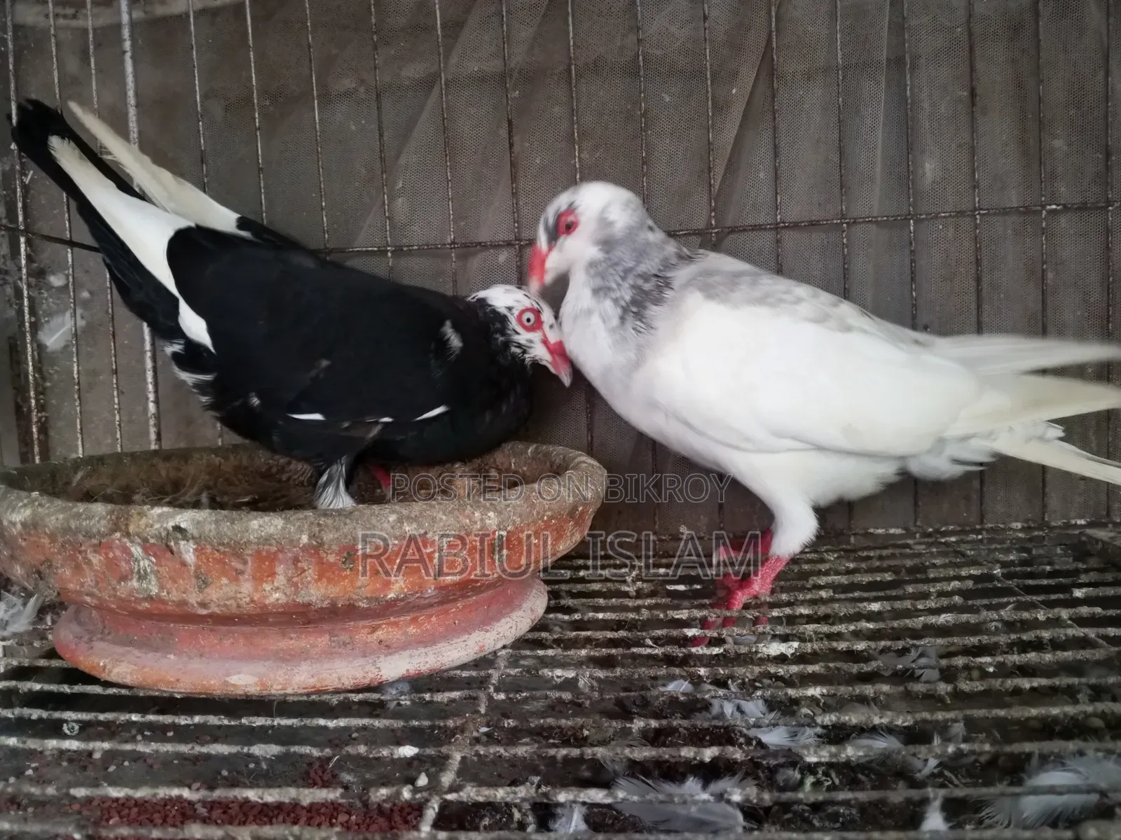 A pair of breeding Danish pigeons for sale