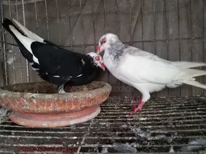 A pair of breeding Danish pigeons for sale
