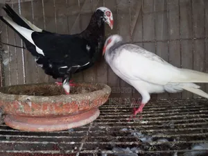 A pair of breeding Danish pigeons for sale