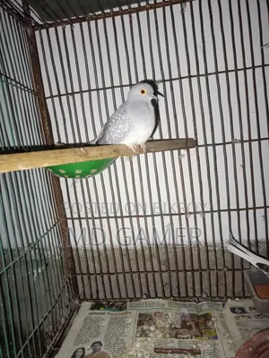 দুইটা ডায়মন্ড ডাব রানিং মিল আছে