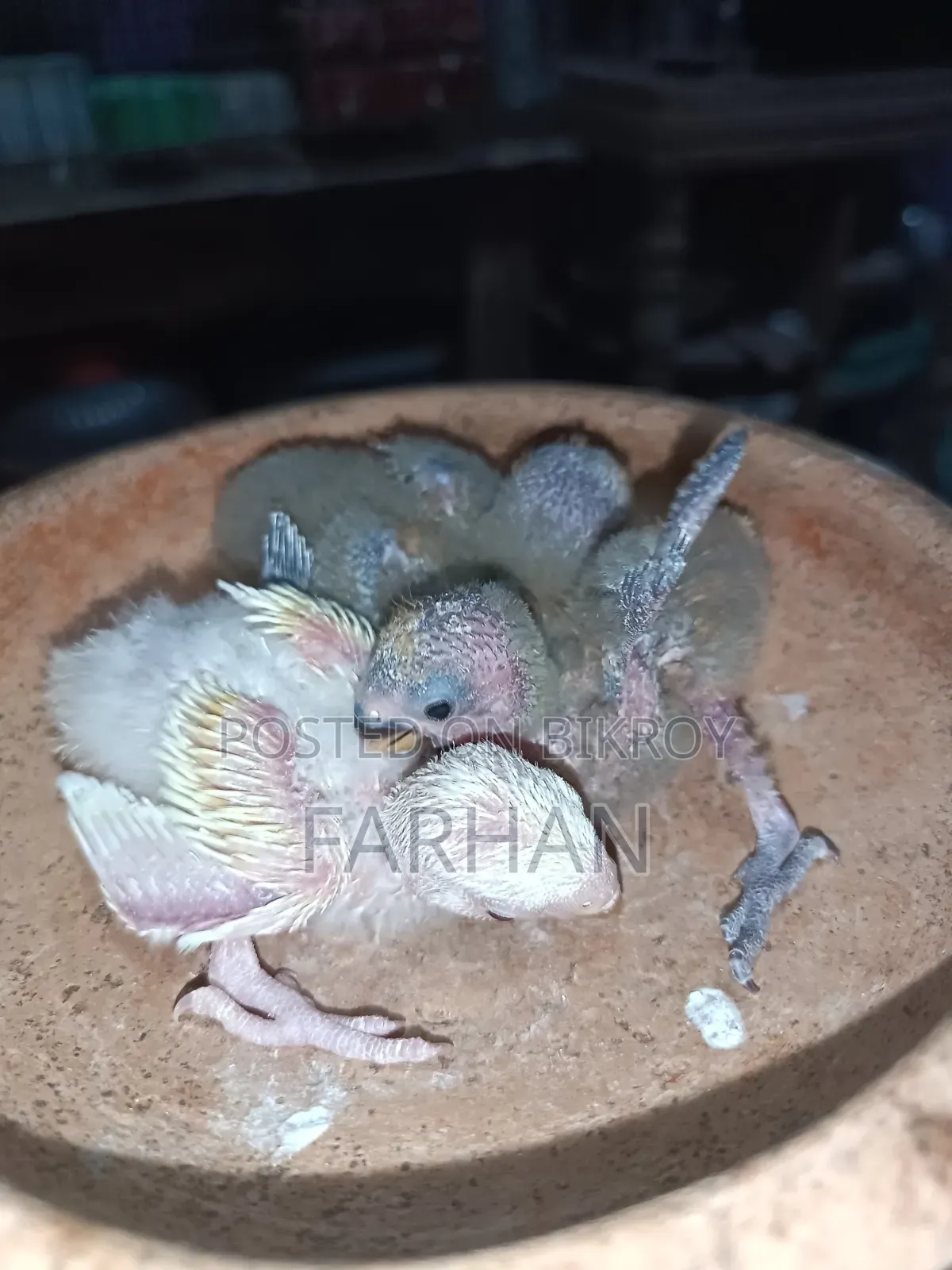 টেম সাইজ লাভ বার্ড বিক্রয়ের জন্য