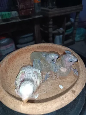 টেম সাইজ লাভ বার্ড বিক্রয়ের জন্য