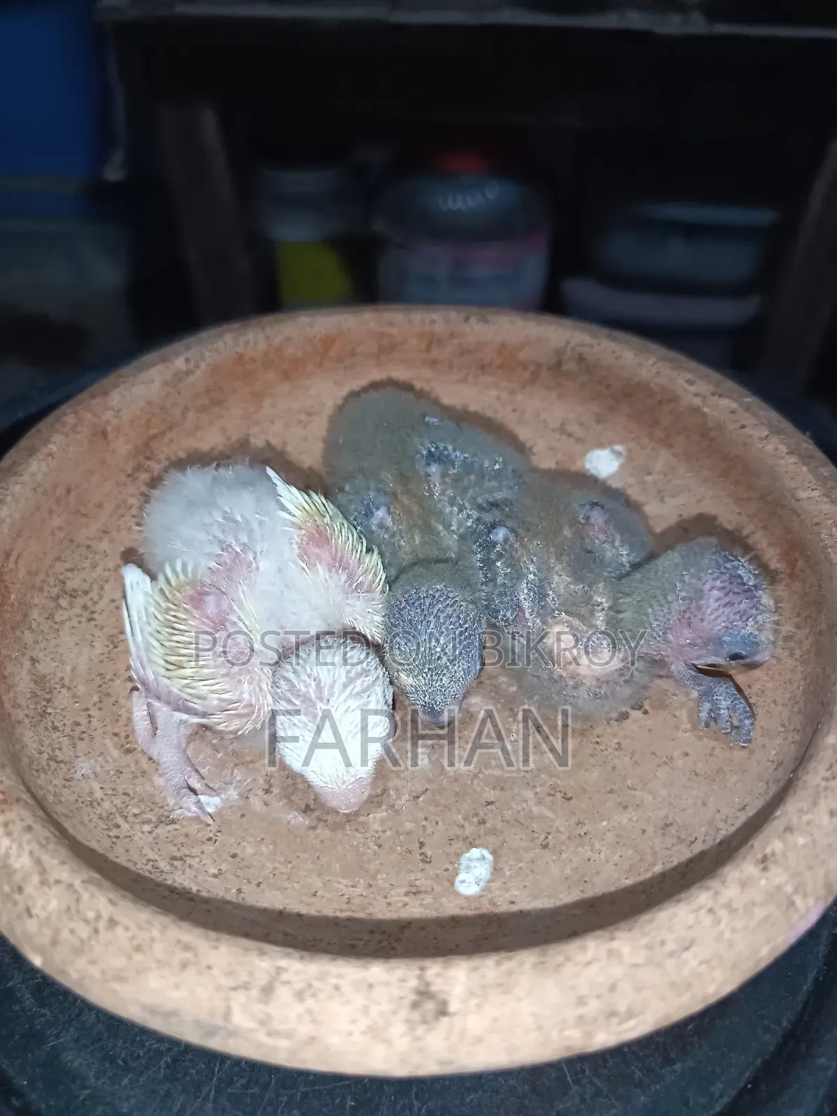 টেম সাইজ লাভ বার্ড বিক্রয়ের জন্য