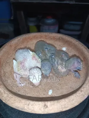 টেম সাইজ লাভ বার্ড বিক্রয়ের জন্য