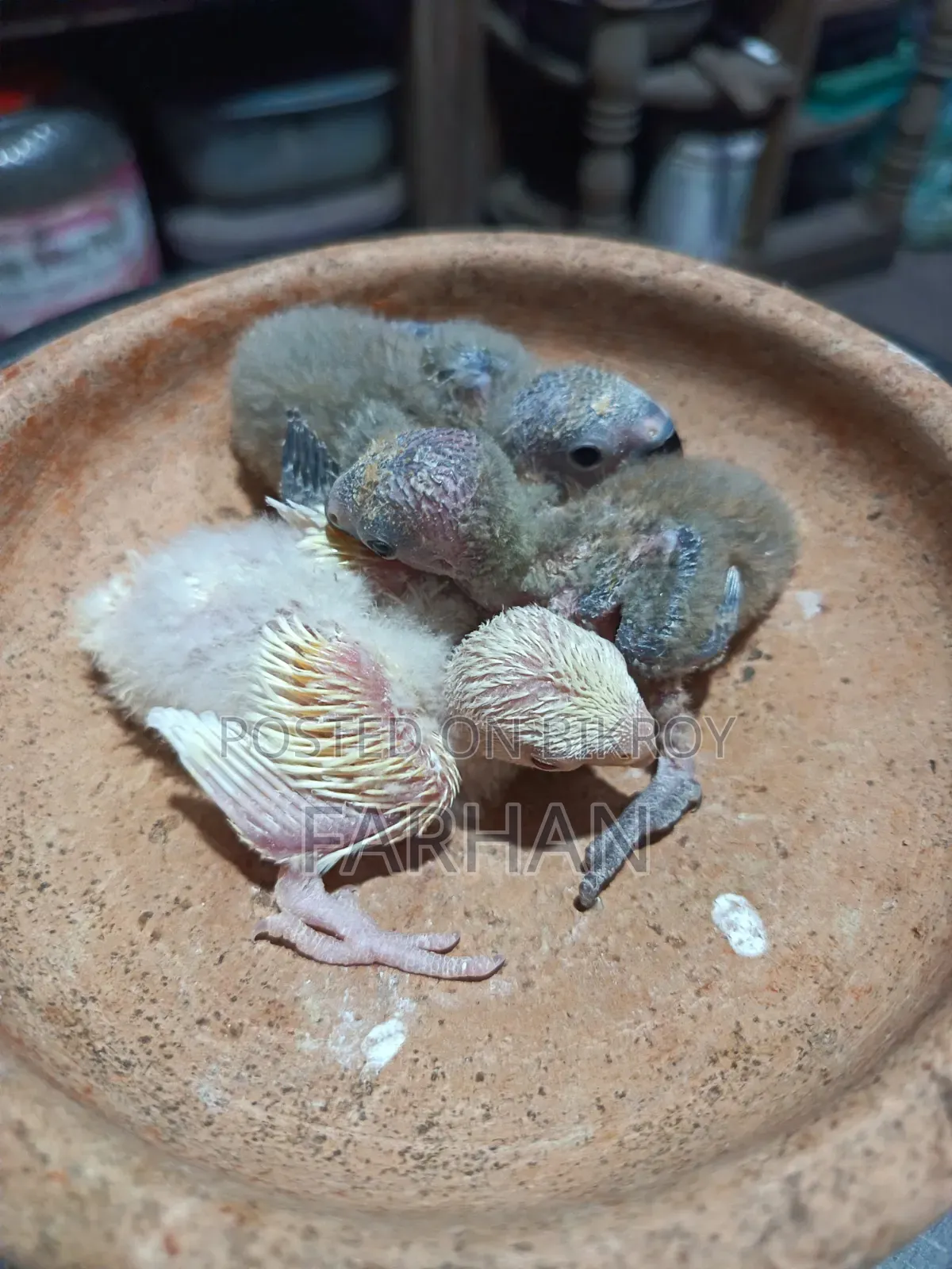 টেম সাইজ লাভ বার্ড বিক্রয়ের জন্য