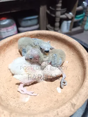 টেম সাইজ লাভ বার্ড বিক্রয়ের জন্য
