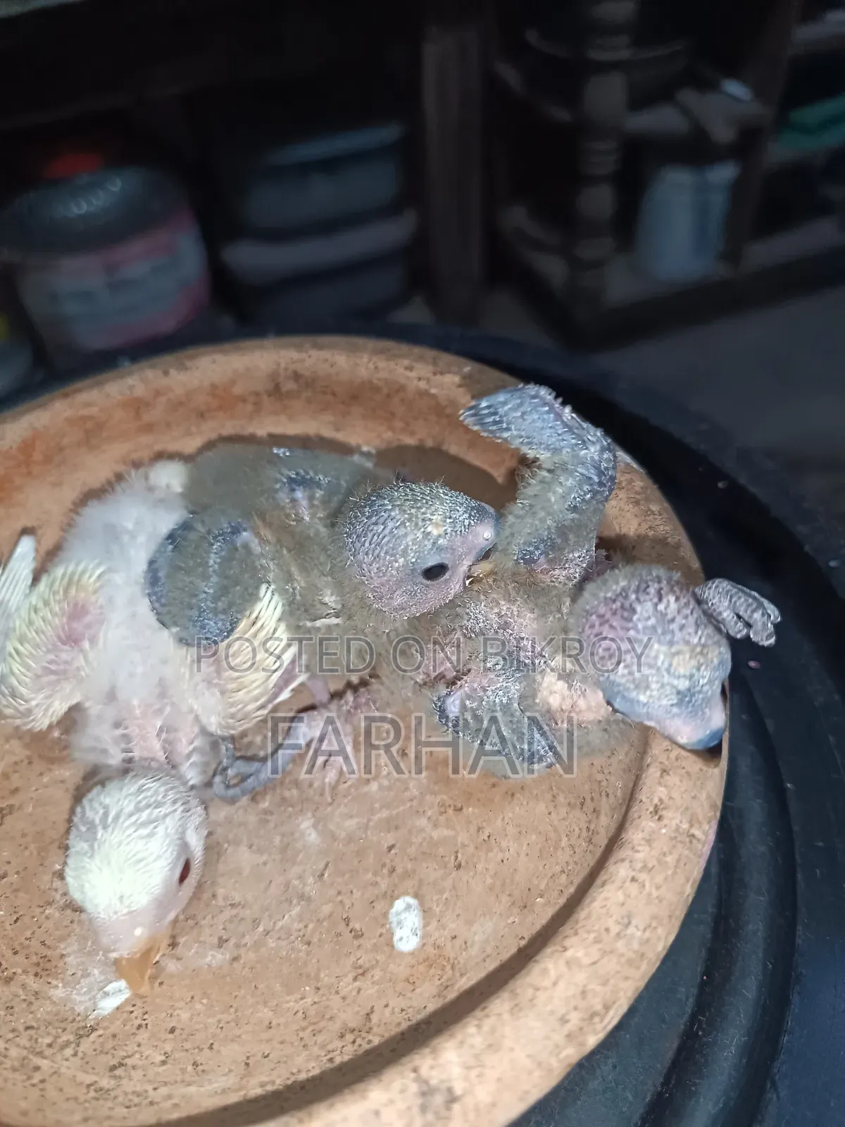 টেম সাইজ লাভ বার্ড বিক্রয়ের জন্য