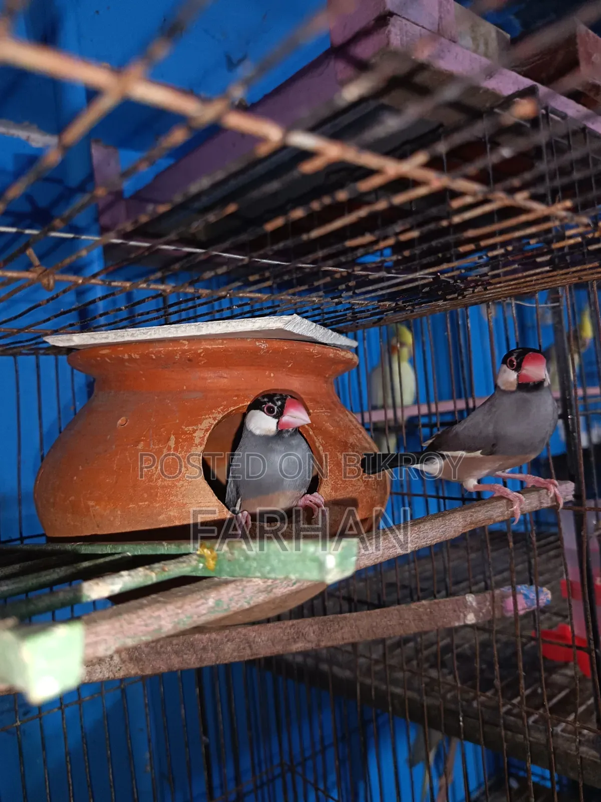 Black & White Java Adult Breeding Pair for Sale 🐦