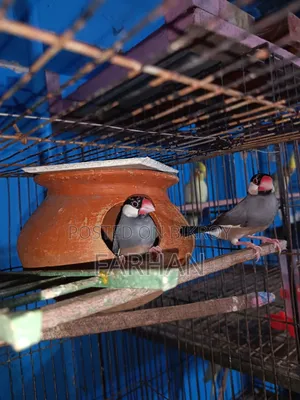 Black & White Java Adult Breeding Pair for Sale 🐦