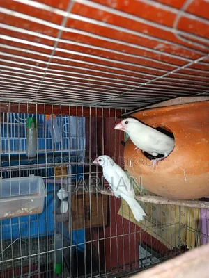 Black & White Java Adult Breeding Pair for Sale 🐦