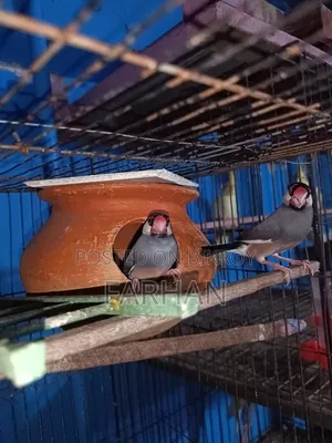 Black & White Java Adult Breeding Pair for Sale 🐦