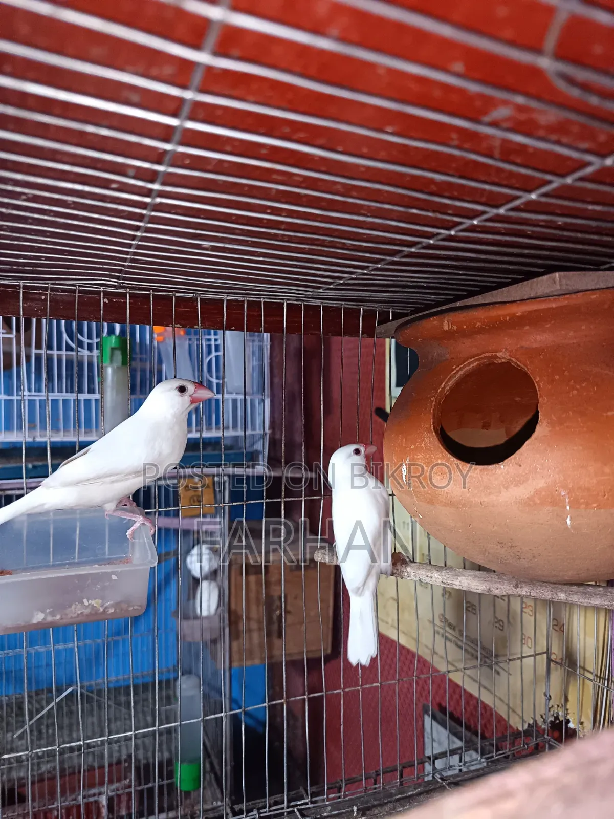 Black & White Java Adult Breeding Pair for Sale 🐦