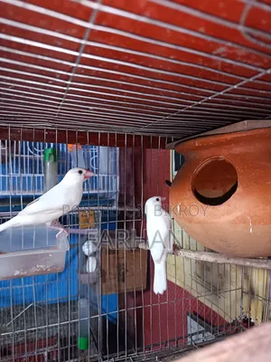Black & White Java Adult Breeding Pair for Sale 🐦