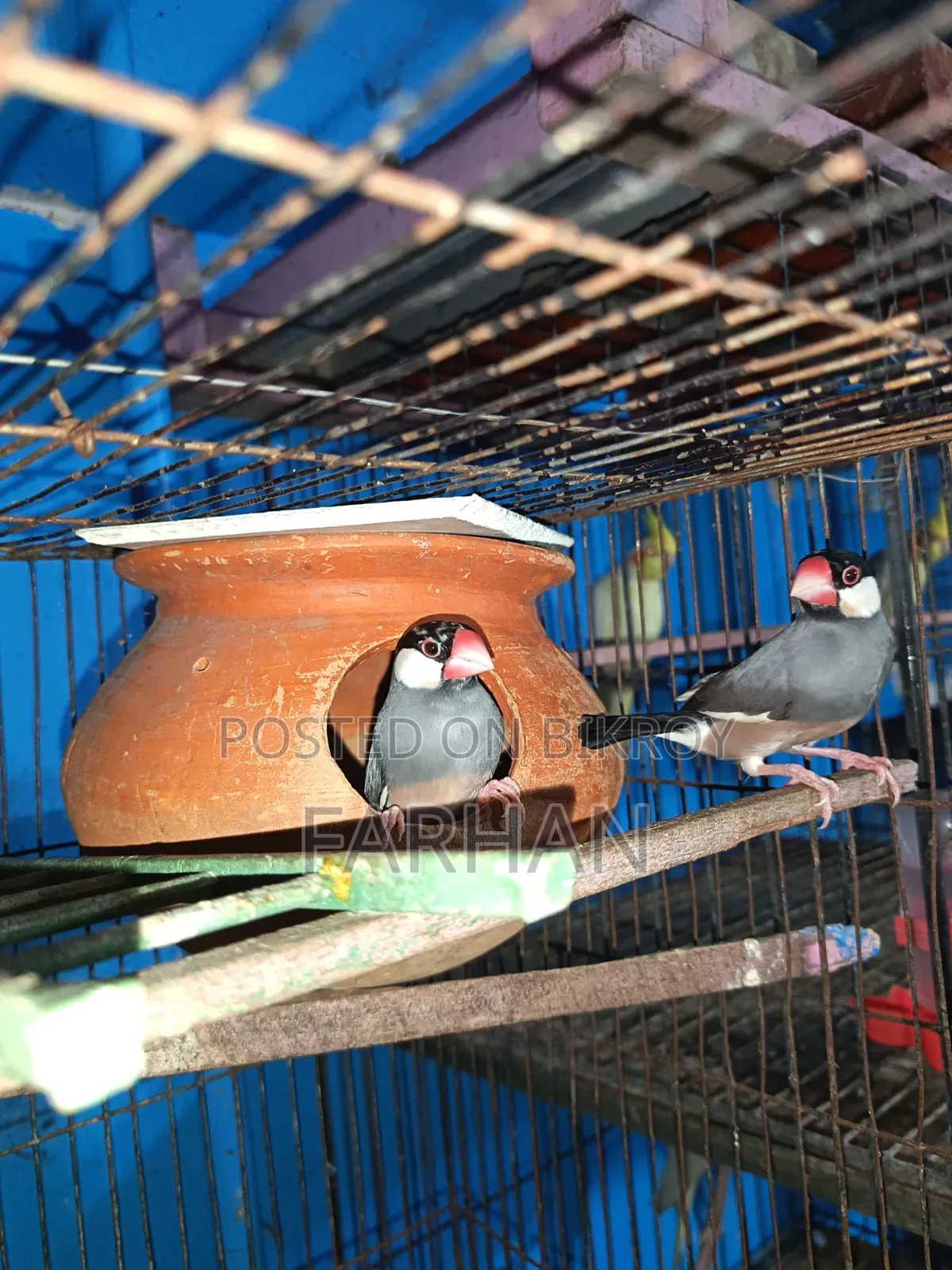 Black & White Java Adult Breeding Pair for Sale 🐦