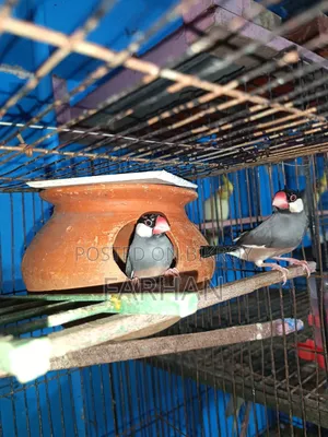 Black & White Java Adult Breeding Pair for Sale 🐦