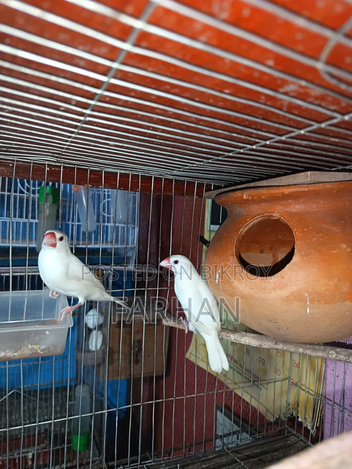 Black & White Java Adult Breeding Pair for Sale 🐦