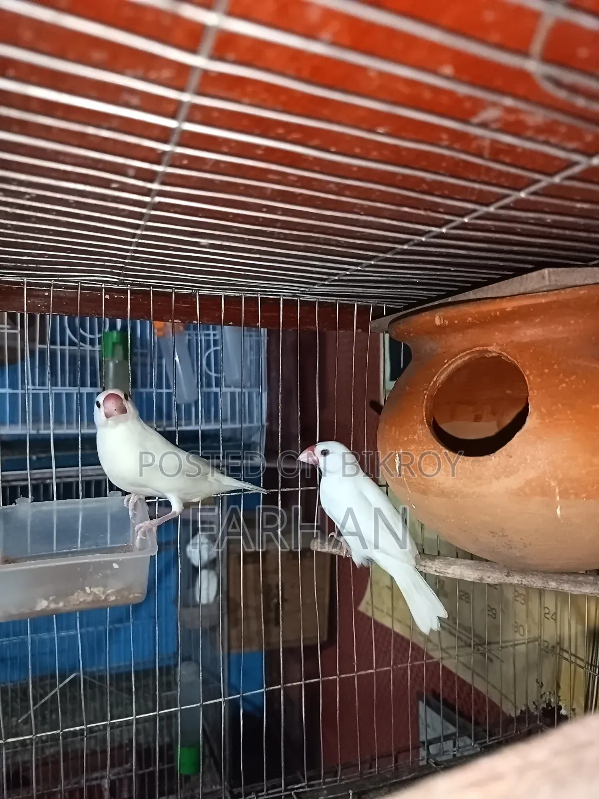 Black & White Java Adult Breeding Pair for Sale 🐦