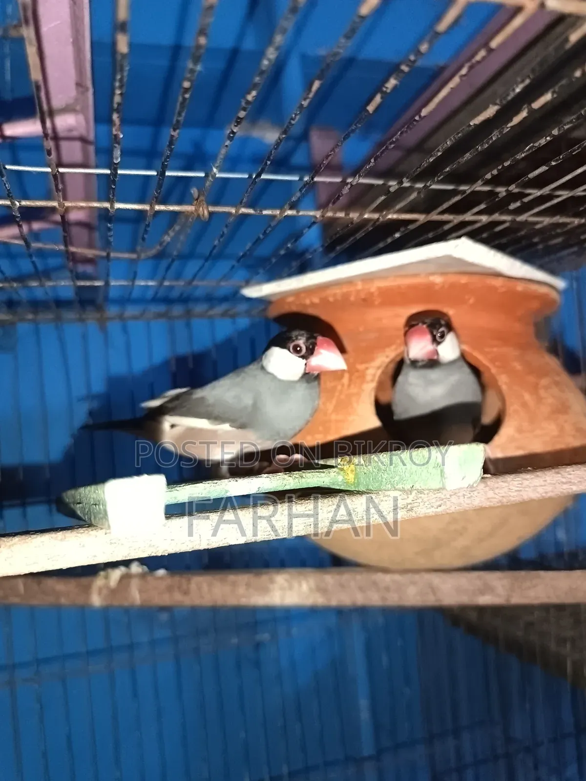 Black & White Java Adult Breeding Pair for Sale 🐦
