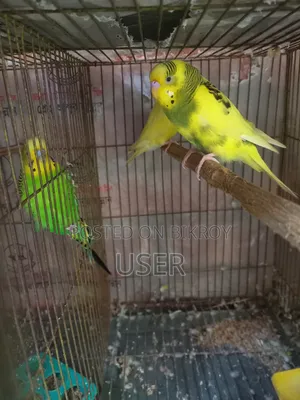 বাজারিকা মেল