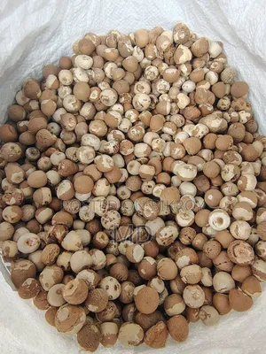 Raw and Dry Betel Nuts Available, 3 BDT Each
