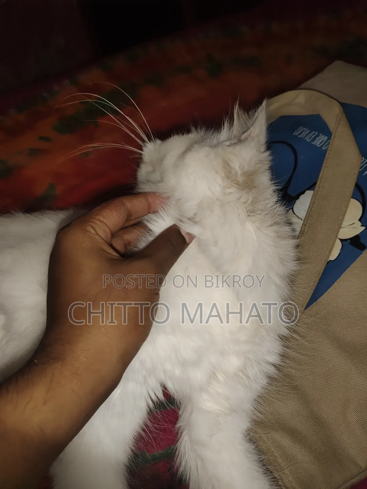 ১+ বছরের ফিমেল পিওরব্রেড পার্সিয়ান
