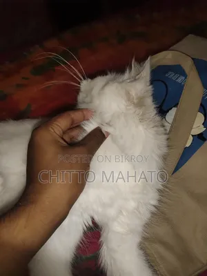 ১+ বছরের ফিমেল পিওরব্রেড পার্সিয়ান