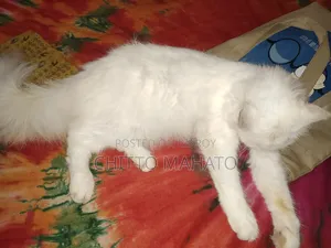 ১+ বছরের ফিমেল পিওরব্রেড পার্সিয়ান