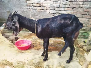 Crossbreed Mother and Kid Goat for Sale