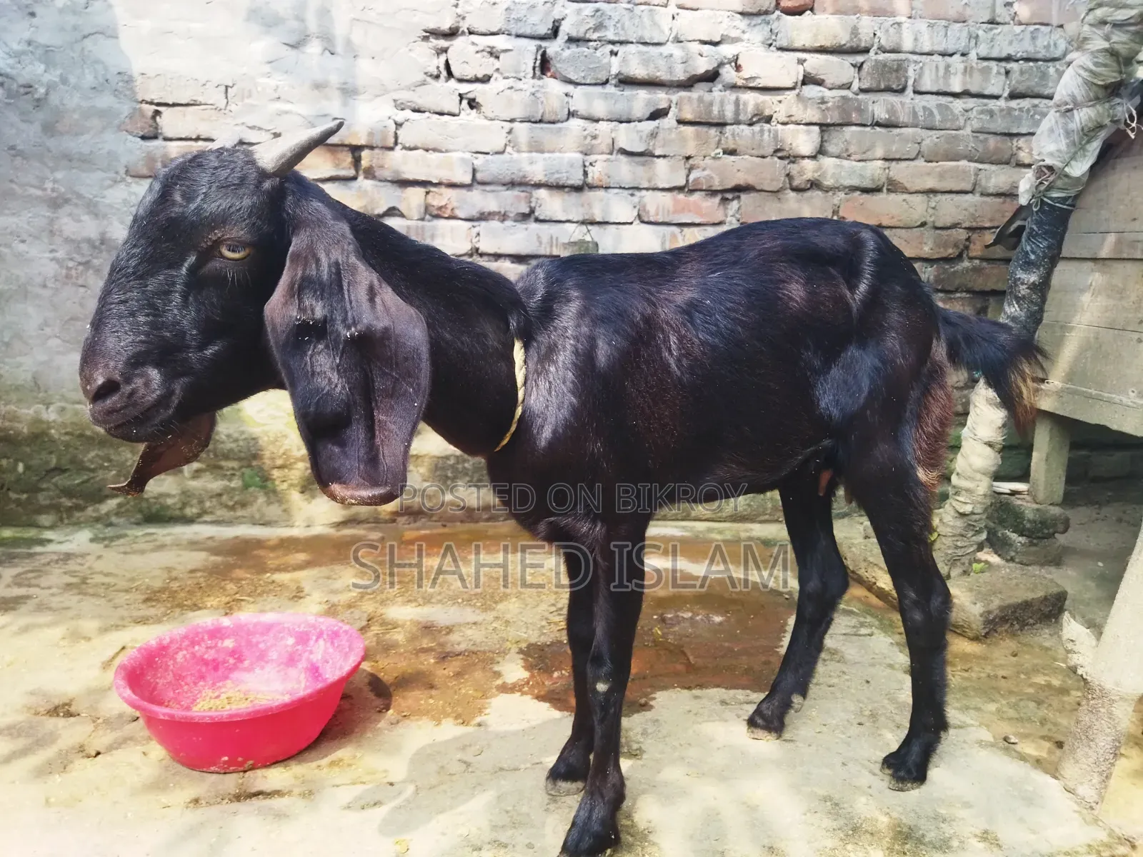 Crossbreed Mother and Kid Goat for Sale
