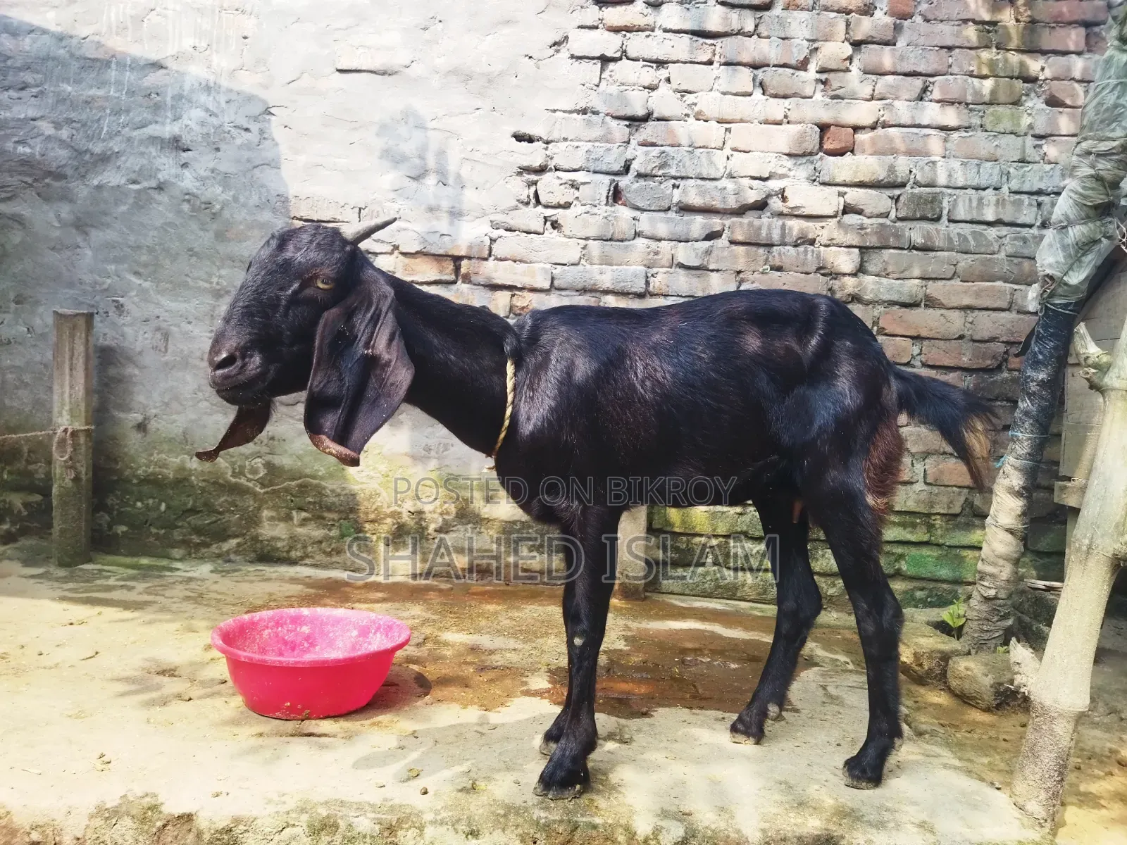 Crossbreed Mother and Kid Goat for Sale