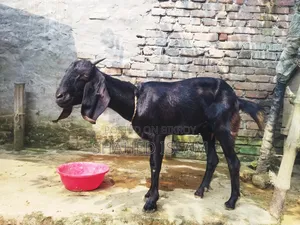 Crossbreed Mother and Kid Goat for Sale